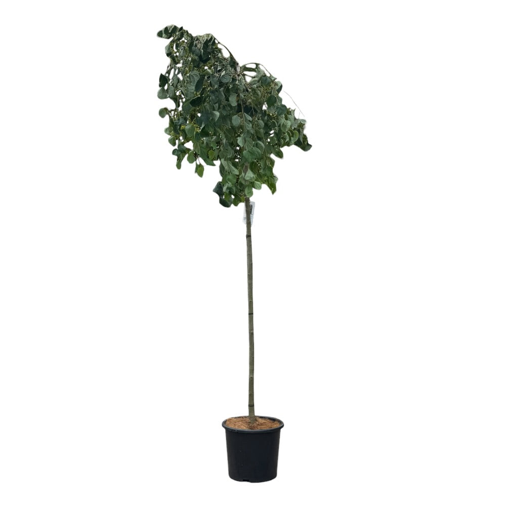 Hængehjertetræ, Cercidiphyllum jap. 'Pendula' - 15l potte - h180 cm