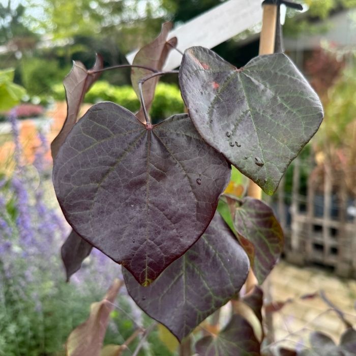 Judastræ, Cercis can. 'Ruby Falls' - 12L potte, h150-175 cm 