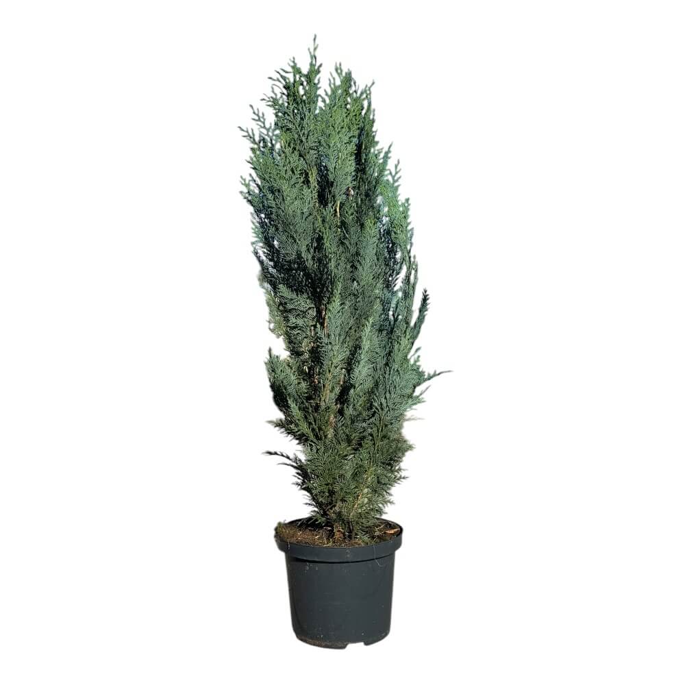 Søjlecypres, Chamaecyparis Laws. 'Columnaris' - h80-110 cm - 5L potte