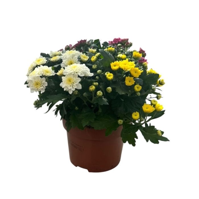 Krysantemum, Chrysanthemum 'Carnaval' 