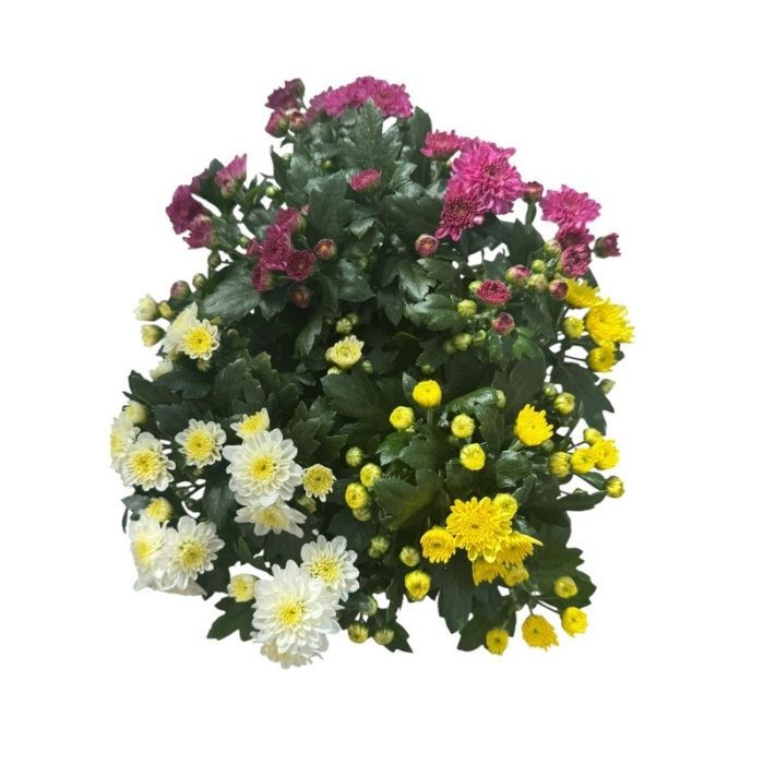 Krysantemum, Chrysanthemum 'Carnaval' 