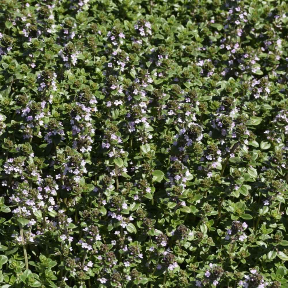 Citrontimian, THYMUS citriodorus 1 L Potte