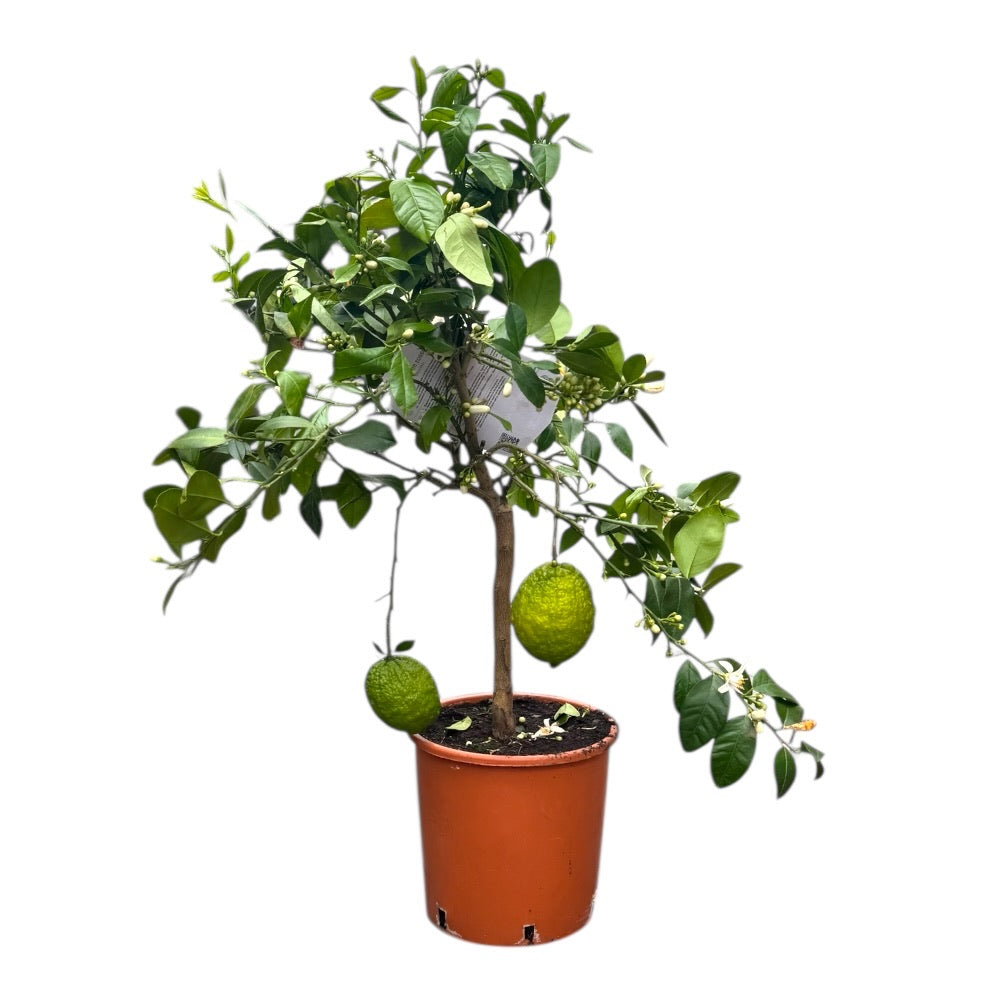 Citrustræ, Rød Lime - 20 cm potte