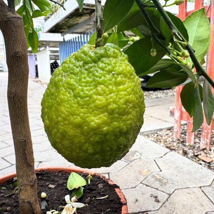 Citrustræ, Rød Lime - 20 cm potte