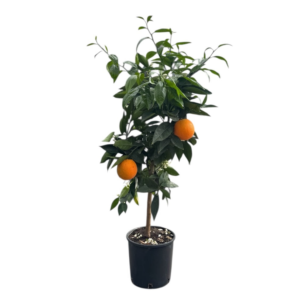 Citrustræ, appelsin, Citrus Appelsin - 20 Cm Potte