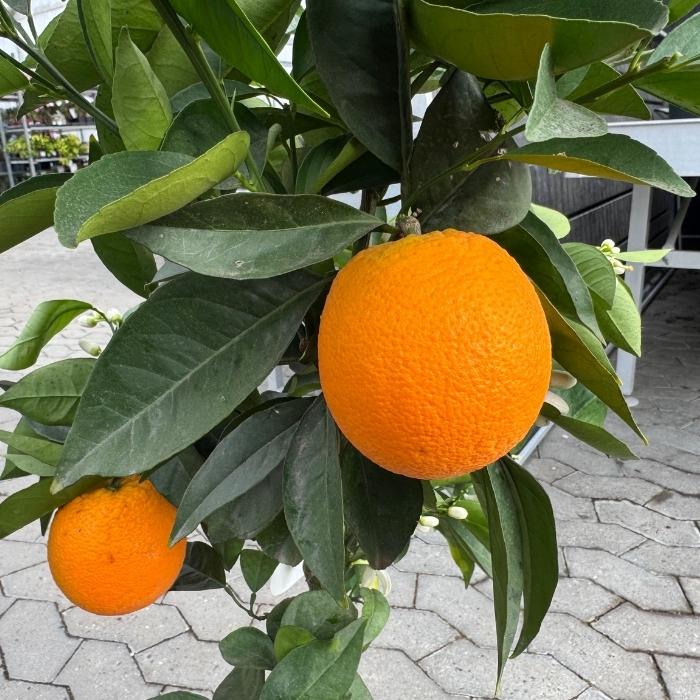 Citrustræ, appelsin, Citrus Appelsin 