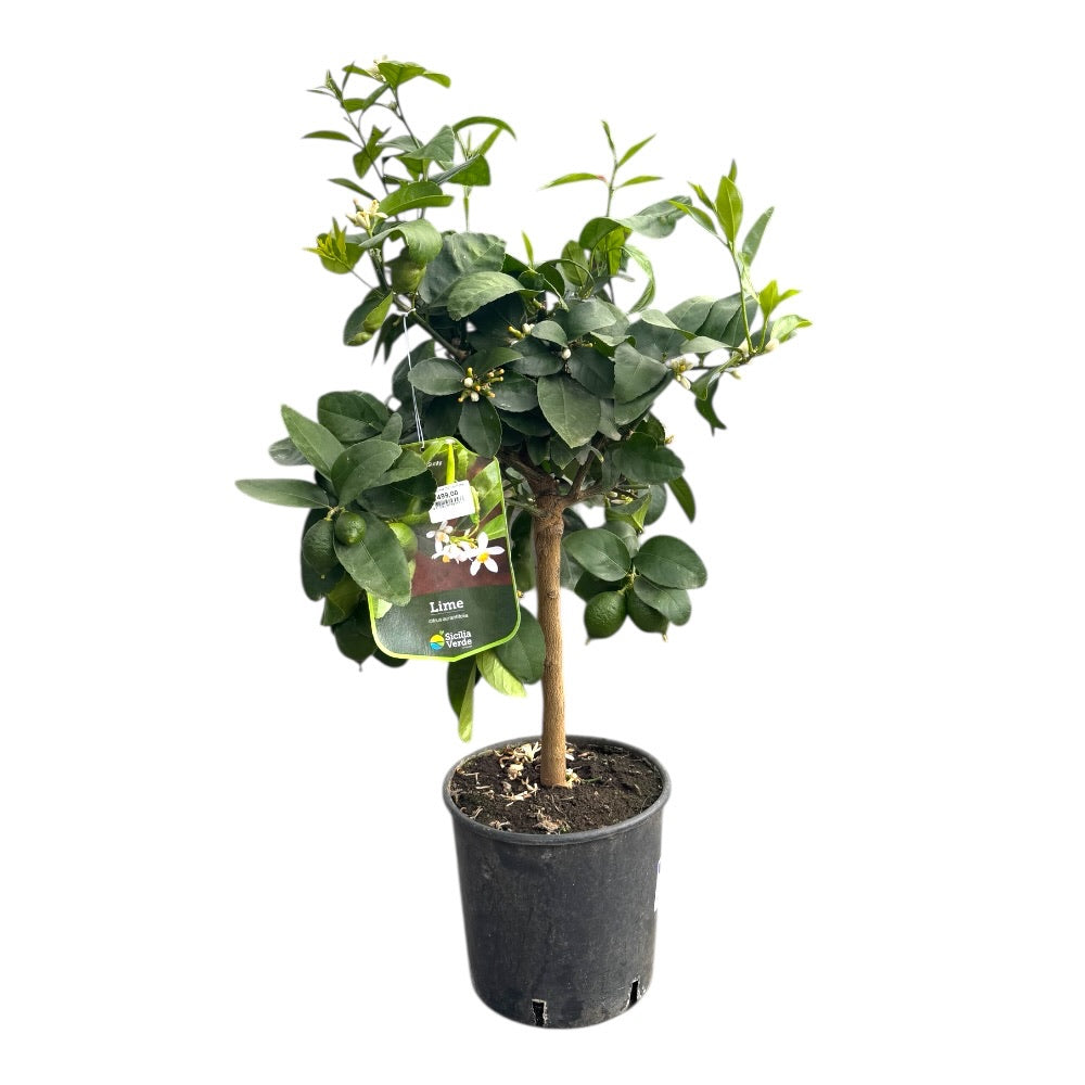 Citrustræ, lime, Citrus Lime - 20 Cm Potte