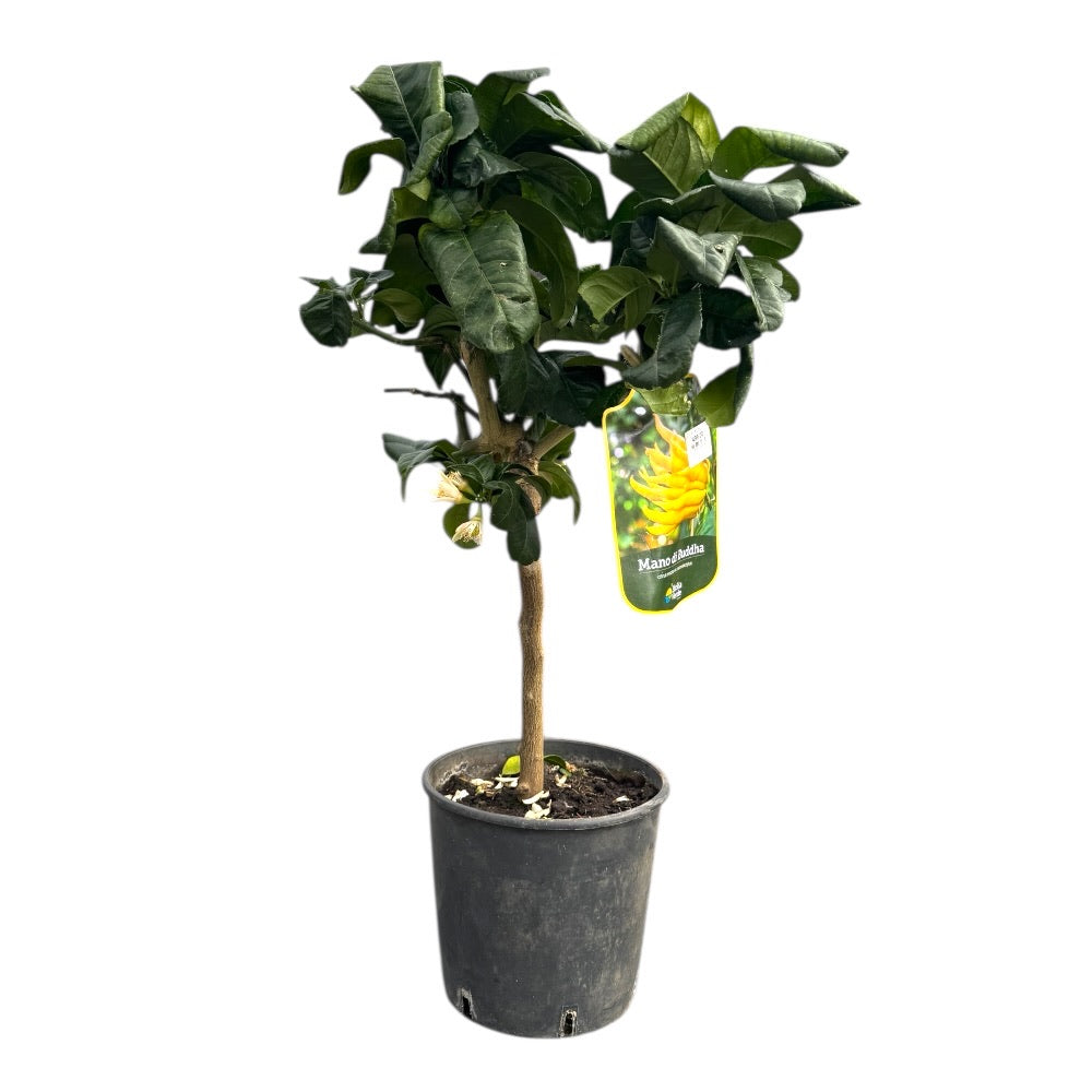 Citrustræ, Buddha's hånd, Citrus Mano de Budda - 20 Cm Potte