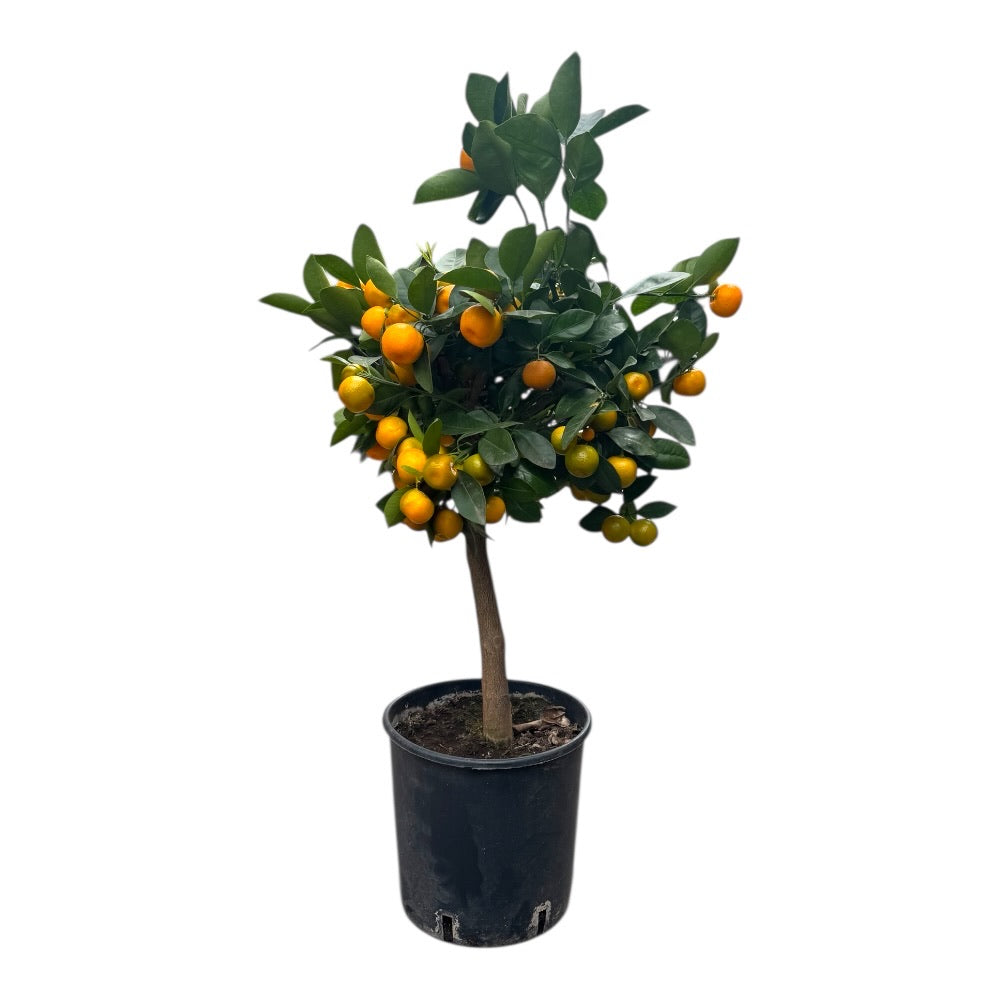 Citrustræ, Citrus Calamondin - 20 Cm Potte