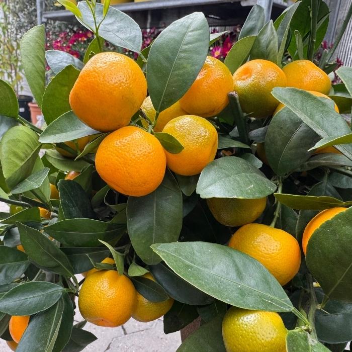 Citrustræ, Citrus Calamondin - 20 Cm Potte