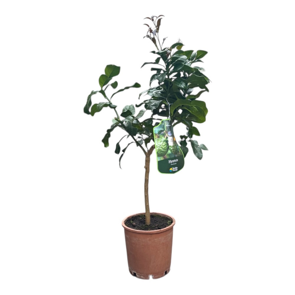 Citrustræ, Kaffir Lime, Citrus Hystrix - 20 Cm Potte