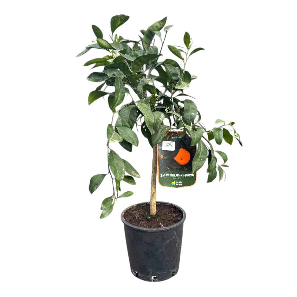 Citrustræ, Mandarin, Citrus satuma - 20 cm potte