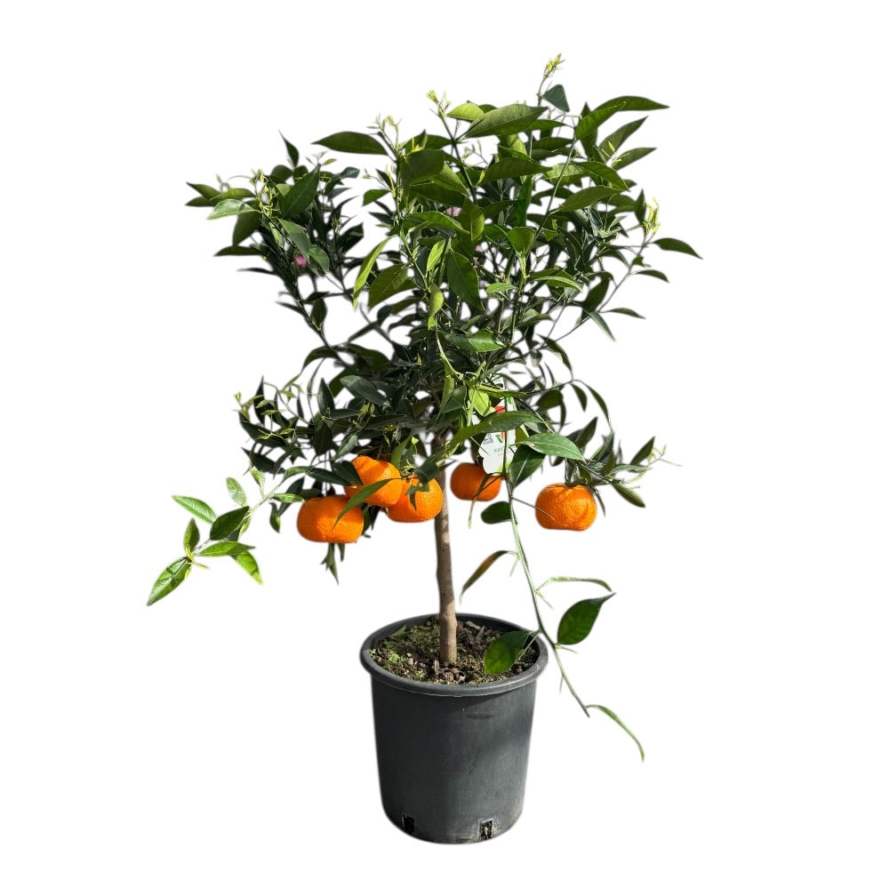 Citrustræ, Mandarin, Citrus Mandarin - 20 Cm Potte