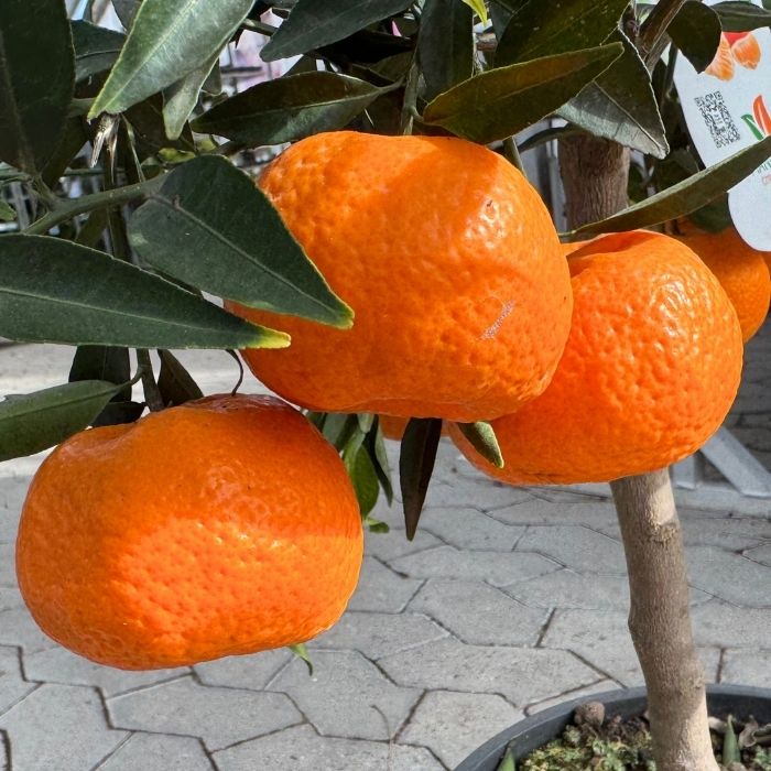 Citrustræ, Mandarin, Citrus Mandarin - 20 Cm Potte