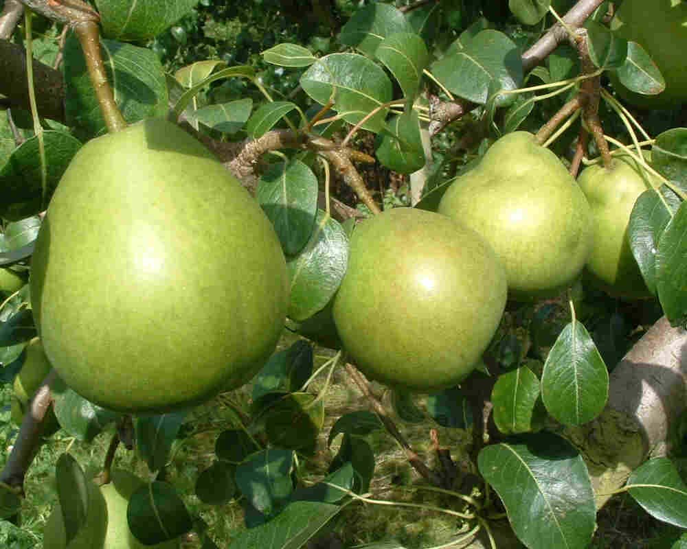 Pæretræ model Clara Friijs, Pyrus Communis, velegnet til have.