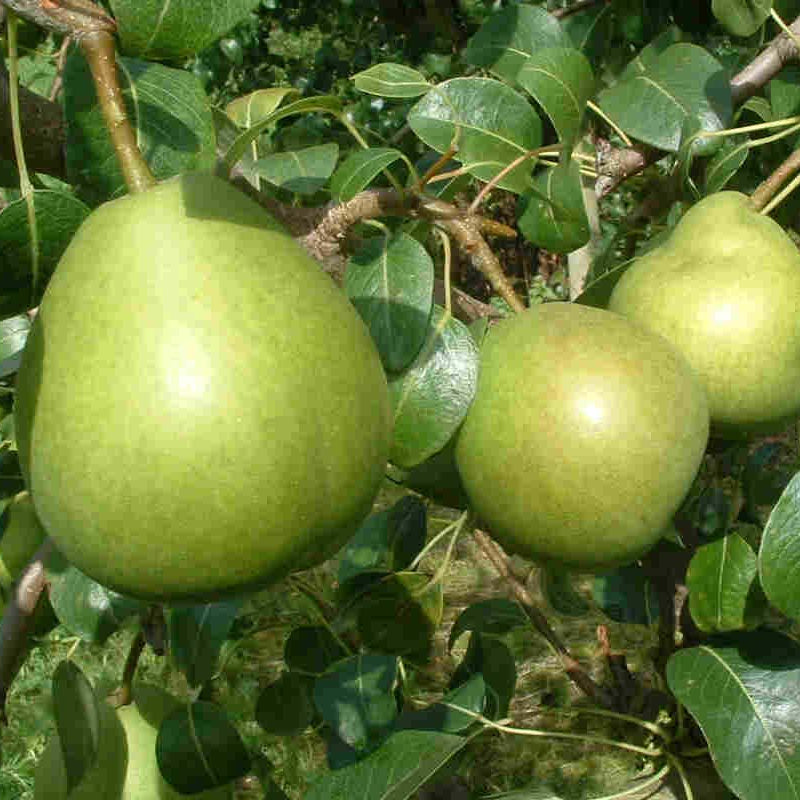 Pæretræ model Clara Friijs, Pyrus Communis, velegnet til have.