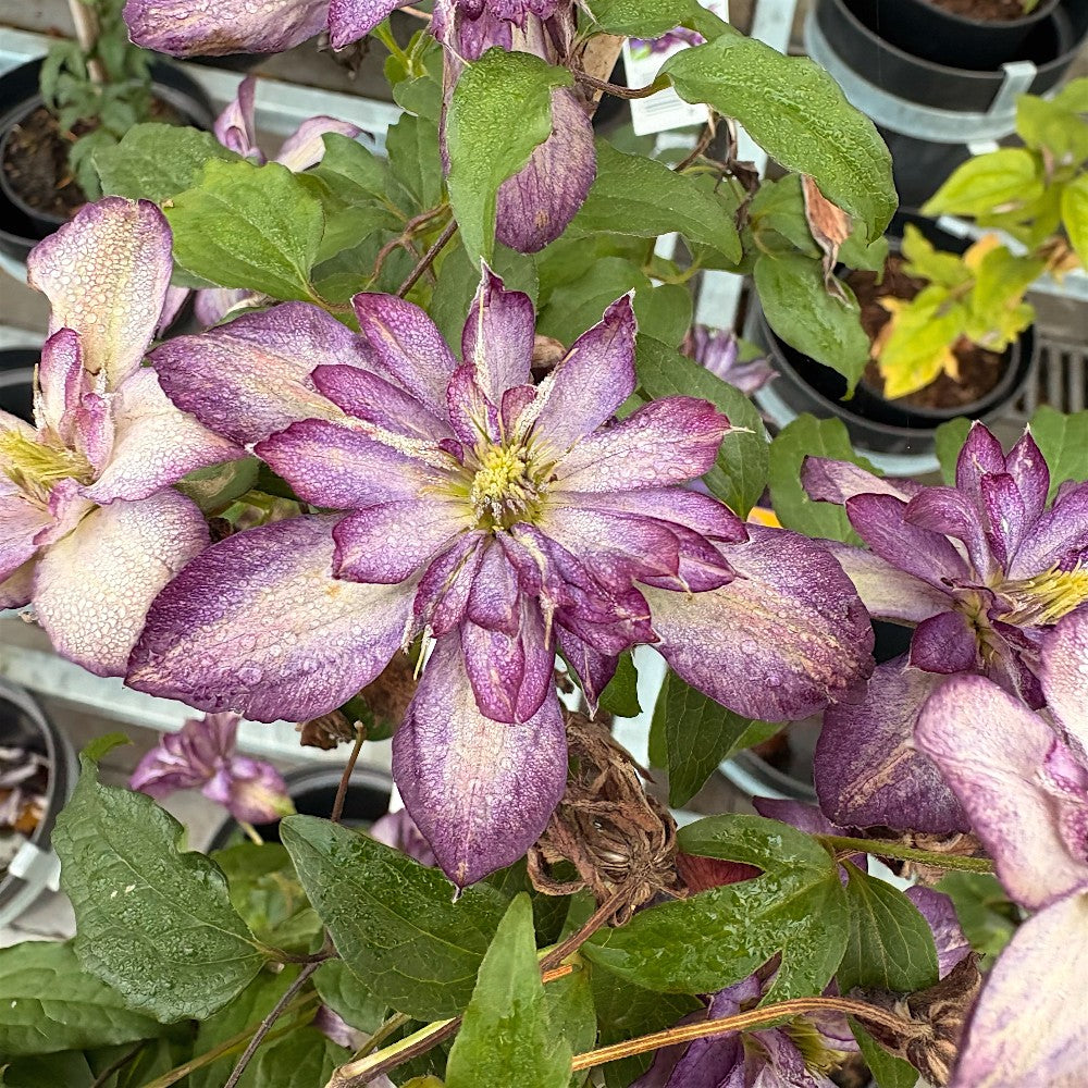 Clematis 'Glorious Day' 80 cm C.2.0