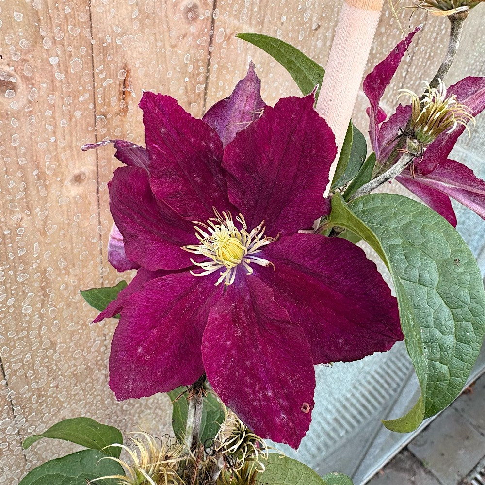 Clematis 'Niobe' C.2.0