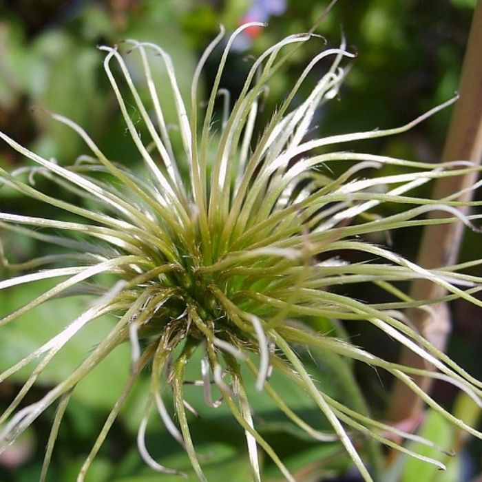 Klematis, Clematis 'Dr. Ruppel' 