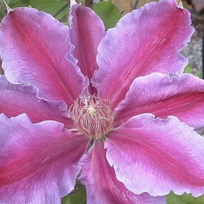 Klematis, Clematis 'Dr. Ruppel' 