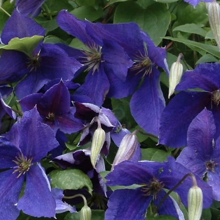 Klematis, Clematis 'Jackmanii' 