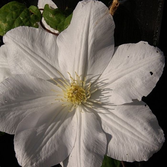 Klematis, Clematis 'Madame Le Coultre'