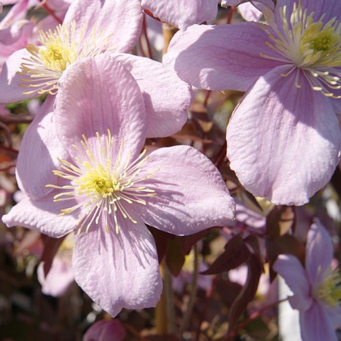Småblomstrende Klematis, Clematis montana 'Fragrant Spring' - 5l potte