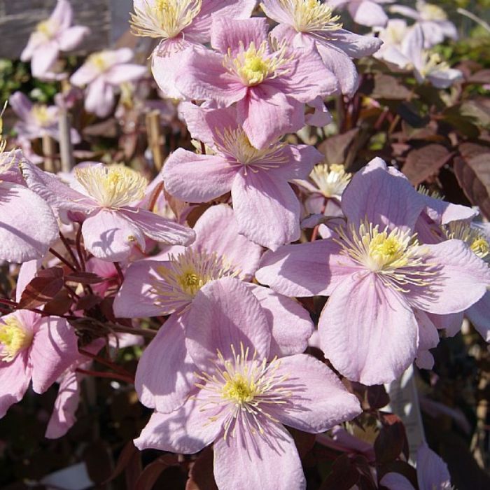Småblomstrende Klematis, Clematis montana 'Fragrant Spring' - 5l potte