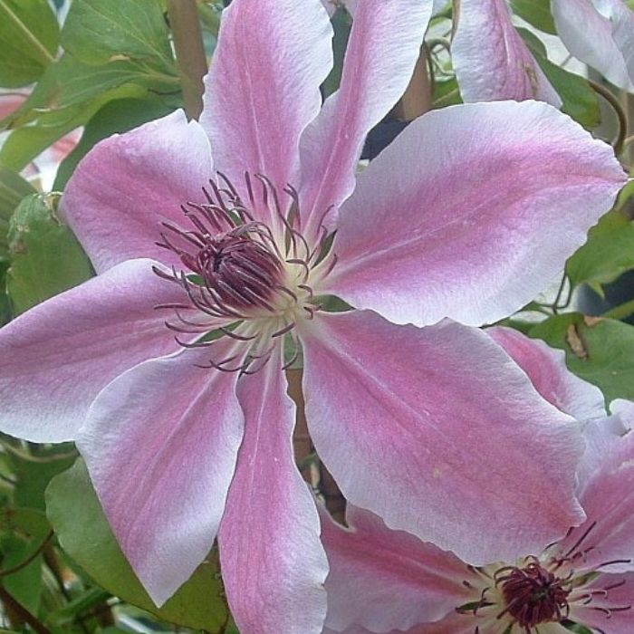 Klematis, Clematis 'Nelly Moser' 