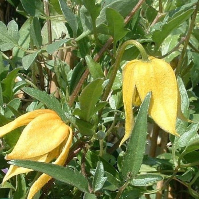 Guldklematis, Clematis tangutica