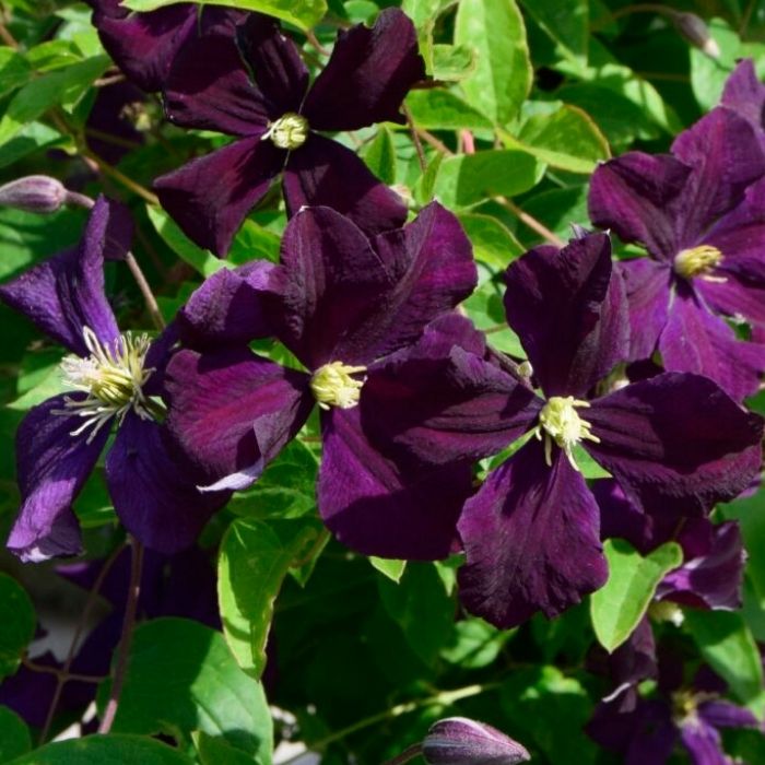 Italiensk skovranke, Clematis viticella 'Etoile Violette'
