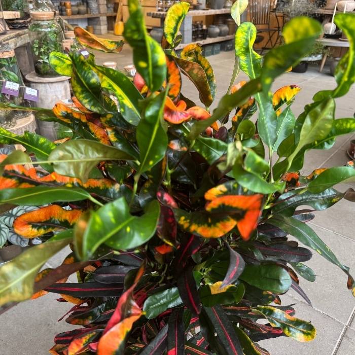 Kroton, Codiaeum var. Mammey