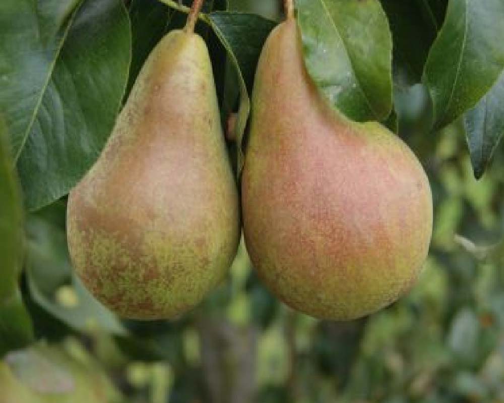 Pæretræ 'Concorde', Pyrus communis, til haven eller frugthaven.