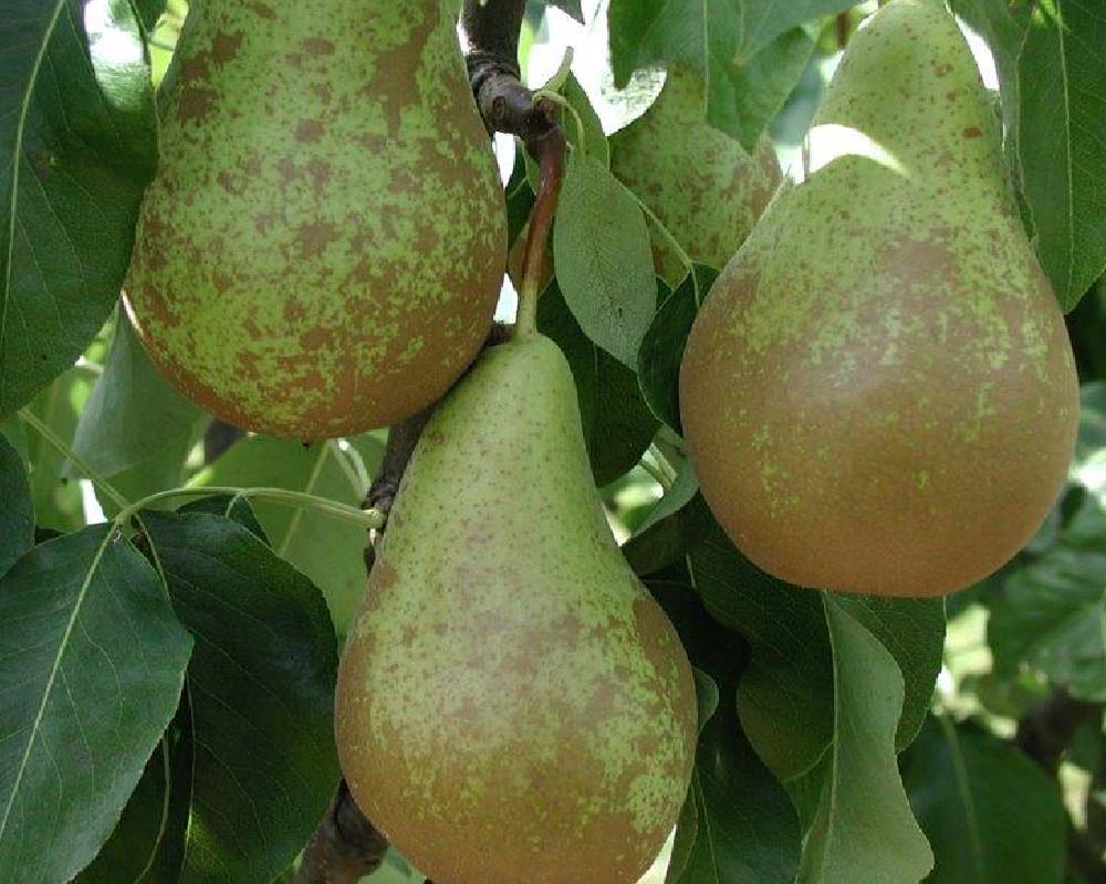 Pæretræ, Conference Pyrus Communis