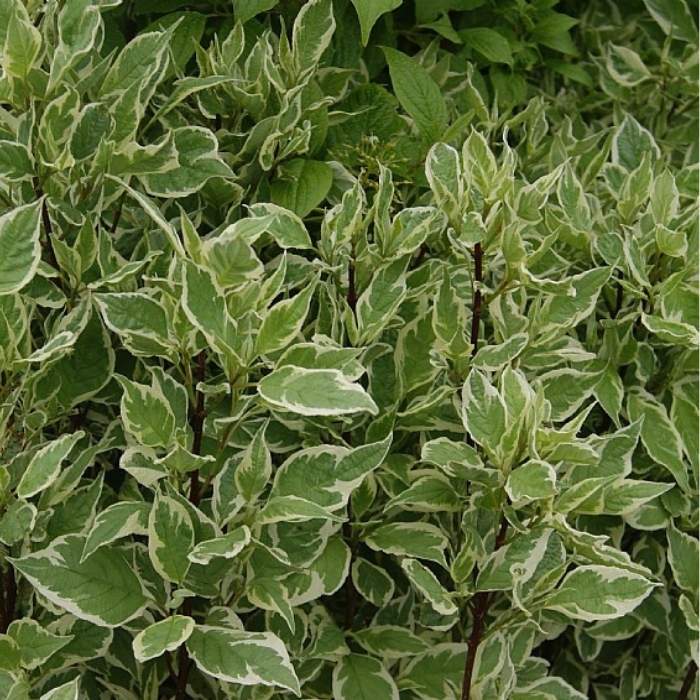 Hvidbroget Kornel, Cornus Alba Ivory Halo