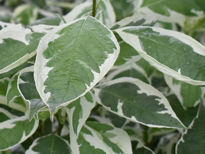 Kornel, Cornus Alba Ivory Halo i 5 L potte.