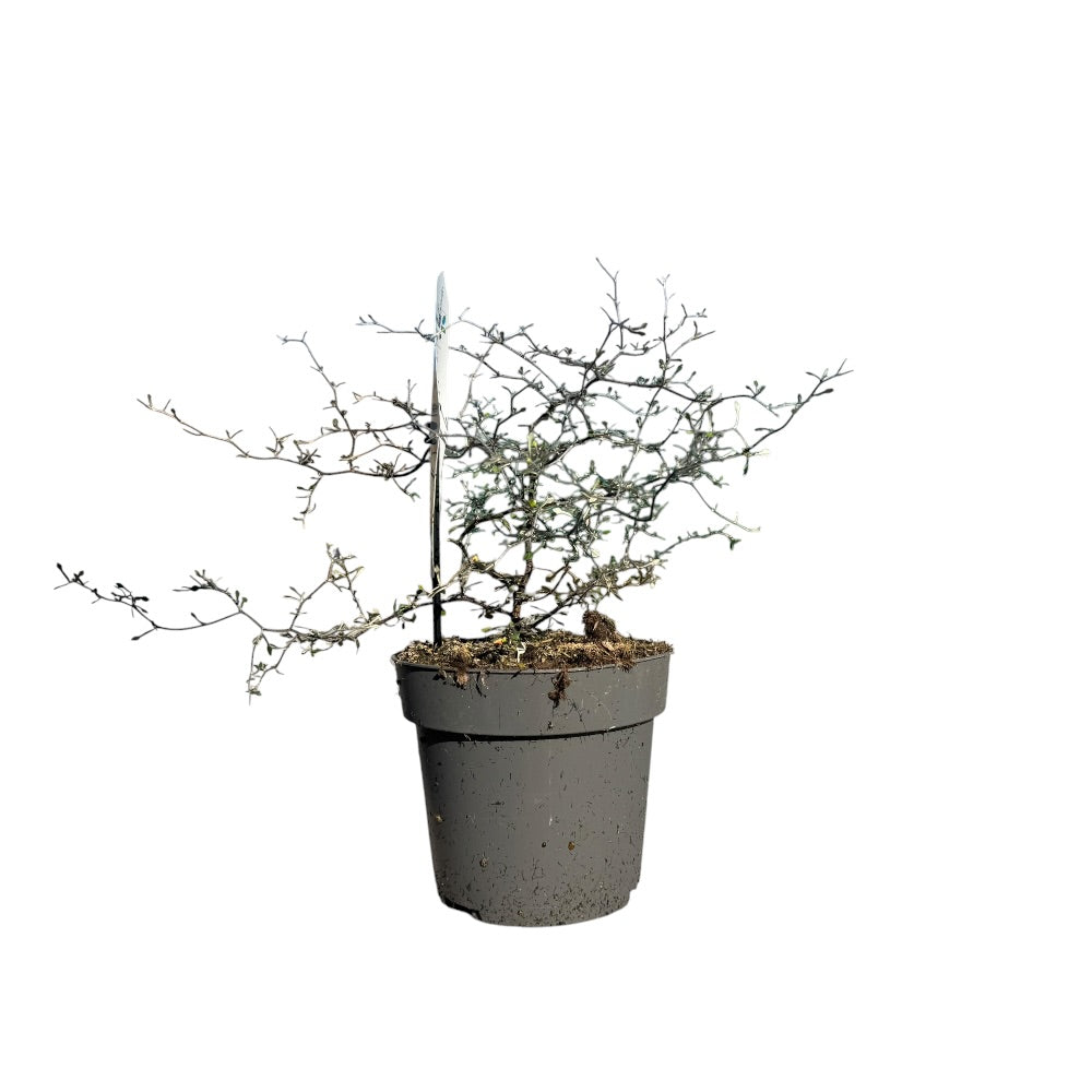 Spøgelsestræ, Corokia cotoneaster - 2l potte