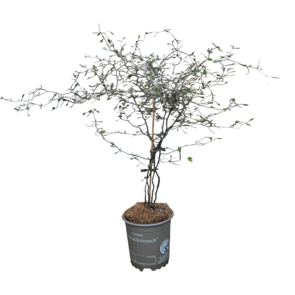 Spøgelsestræ, Corokia cotoneaster
