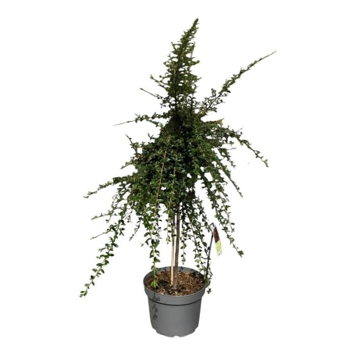 Dværgmispel, Cotoneaster dammeri 'Coral Beauty'