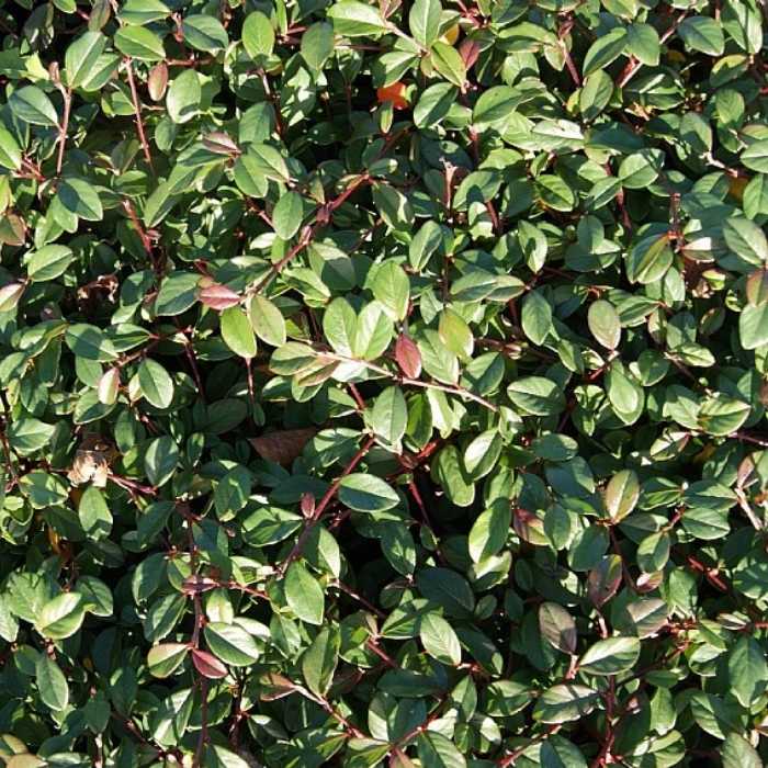 Dværgmispel, Cotoneaster dammeri radicans - P 0,5, Ecktopf 15- 20