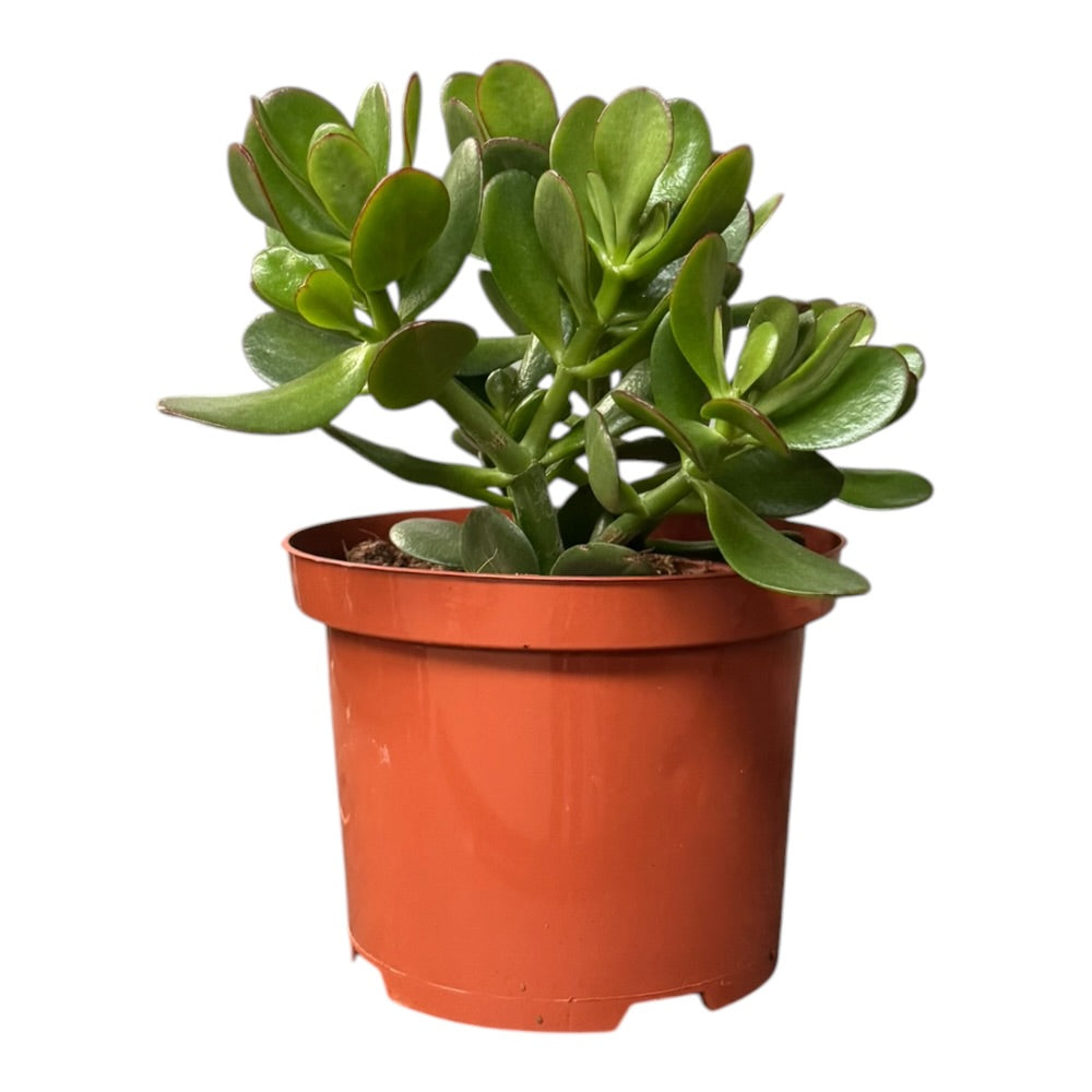 Crassula Argentea Ovata - 17 cm potte