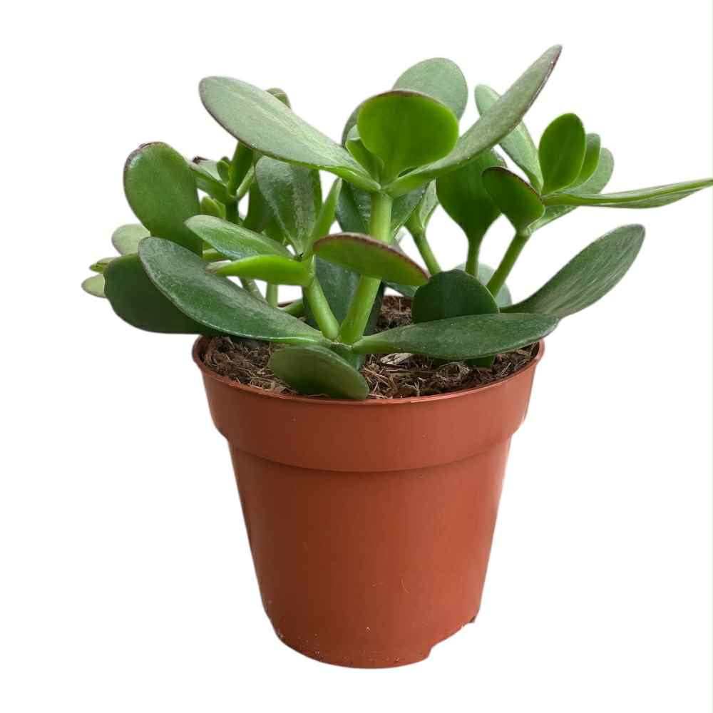 Crassula ovata i 12 cm potte