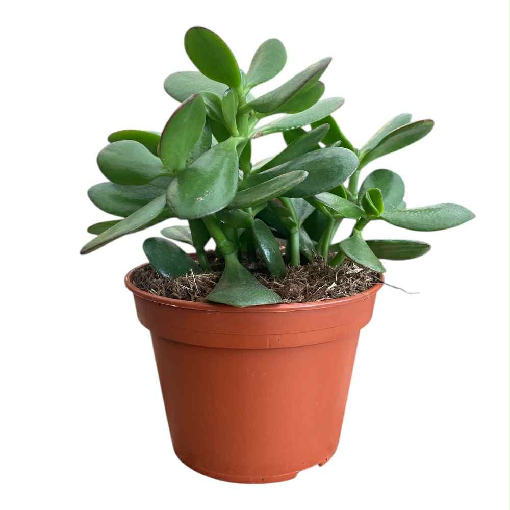 Crassula ovata i 15cm potte