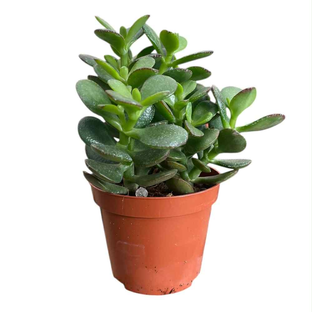 Crassula ovata 'Minor' i 12cm potte