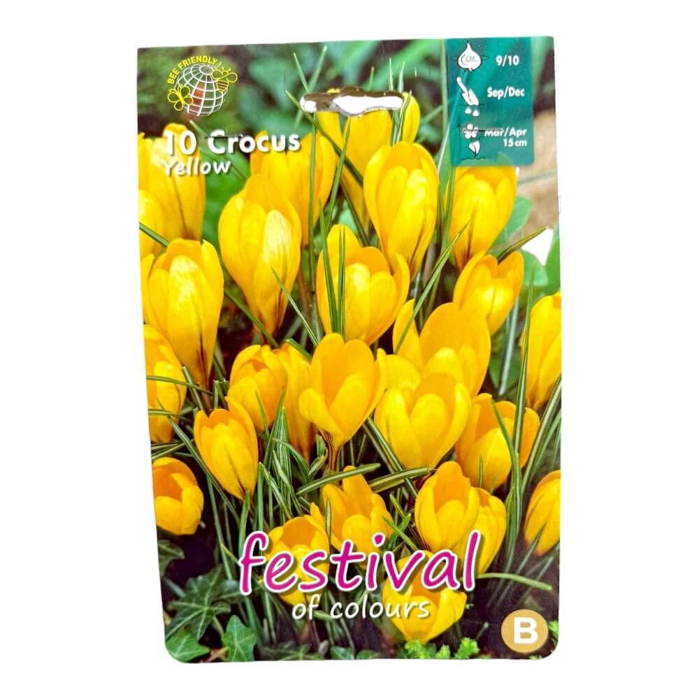 Krokusløg, Crocus ´Yellow´ - 10 stk.