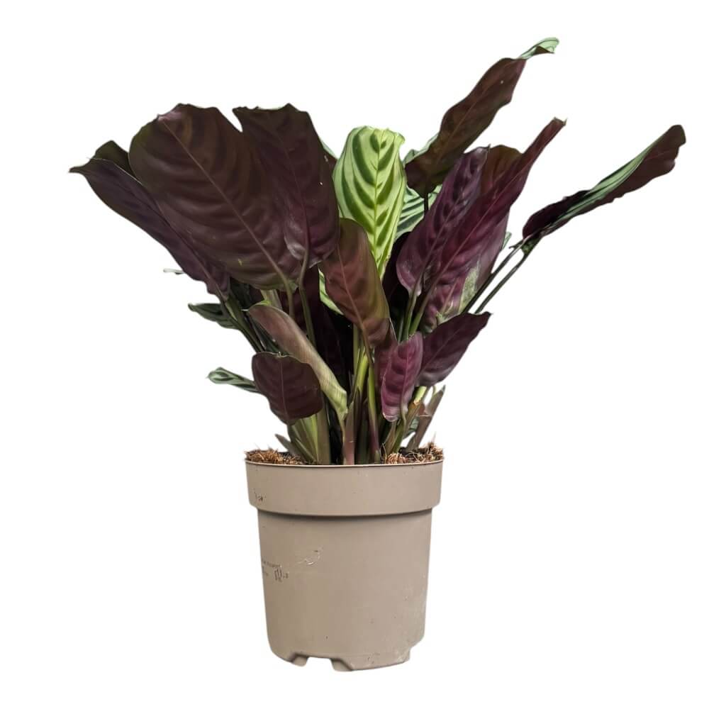 Fiskebensplante, Ctenanthe Burle Marxii - 14 cm potte