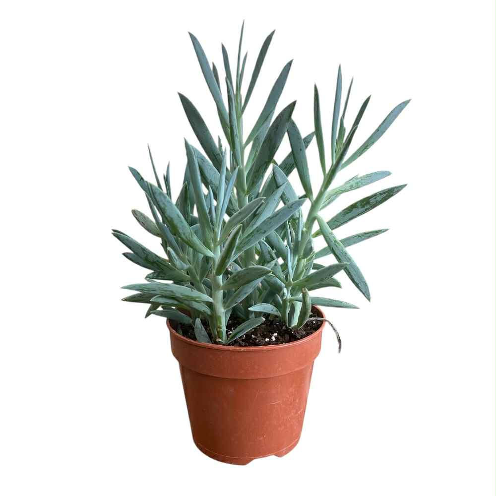 Curio ficoides 'Mount Everest' i potte