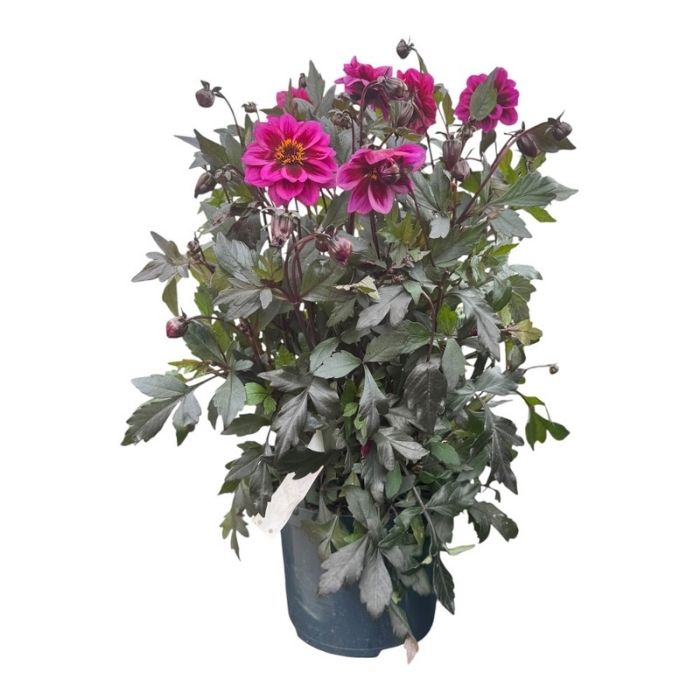 Georgine, Dahlia ´Dreamy Night´