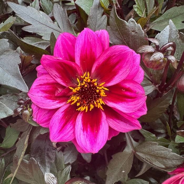 Georgine, Dahlia ´Dreamy Night´