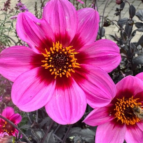 Georgine, Dahlia ´Happy Juliet´